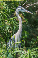 great blue heron